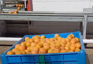 oranges